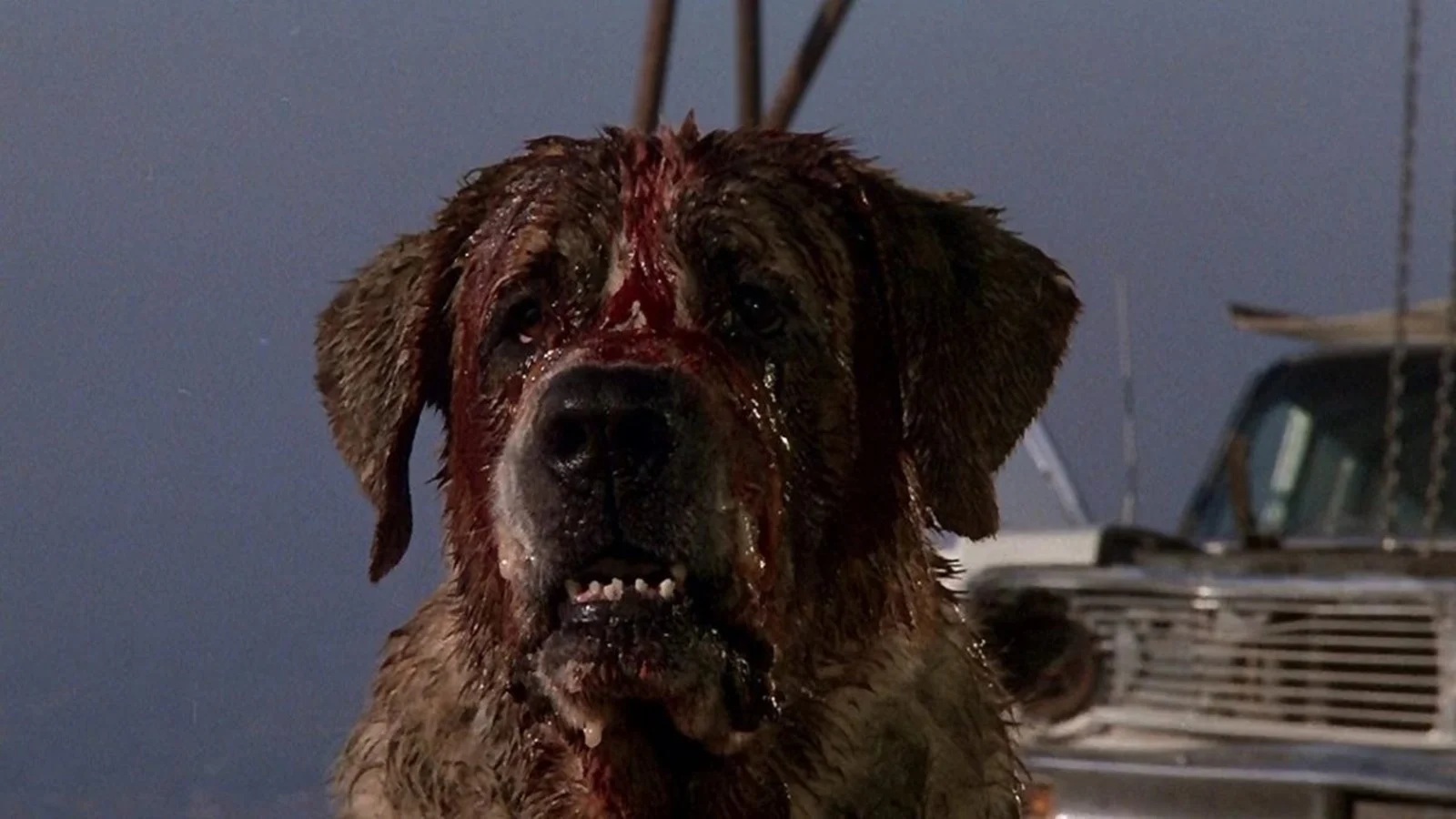 Cujo: in arrivo un nuovo adattamento targato Netflix